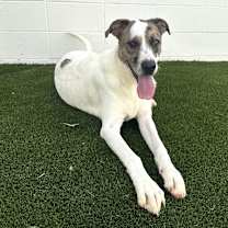 Thumbnail photo of Spike #1
