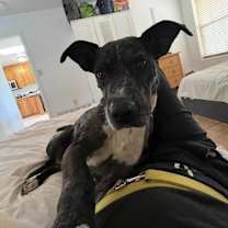 Thumbnail photo of Lennon #3