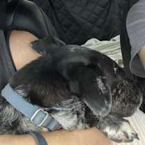 Thumbnail photo of Lennon #4