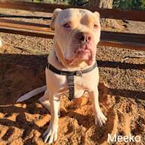 Thumbnail photo of Meeko #2