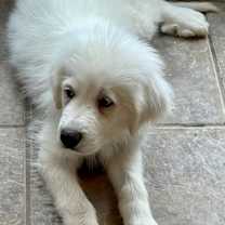 Thumbnail photo of Aries #1