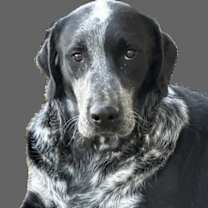 Thumbnail photo of Schuyler #1