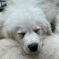 Thumbnail photo of Aries #2