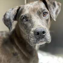 Thumbnail photo of Tula #1