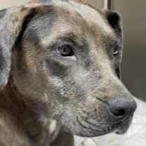 Thumbnail photo of Tula #2