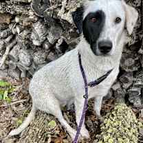 Thumbnail photo of Licorice #4