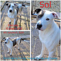 Thumbnail photo of Sol #1