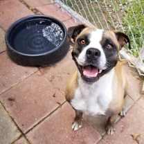 Thumbnail photo of Mitzi #1