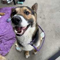 Thumbnail photo of Kermit #2