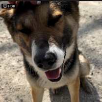 Thumbnail photo of Kermit #4