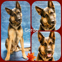 Thumbnail photo of Gordo #1