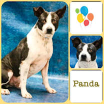 Thumbnail photo of Chooch aka Panda #1