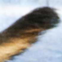 Thumbnail photo of Gordo #3