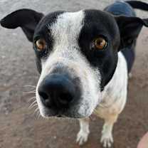 Thumbnail photo of Chooch aka Panda #2