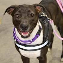 Thumbnail photo of Shirley BP #1