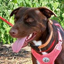 Thumbnail photo of Hershey SR #1
