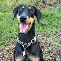 Thumbnail photo of SASHA #1