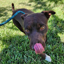 Thumbnail photo of Hershey SR #2