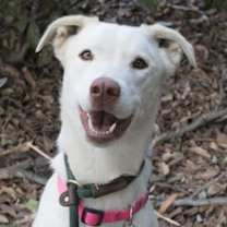 Thumbnail photo of PEARL #1