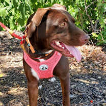 Thumbnail photo of Hershey SR #3