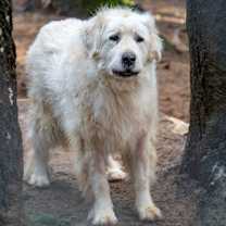Thumbnail photo of SAVANNAH #1