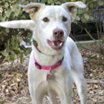 Thumbnail photo of PEARL #2