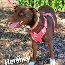 Thumbnail photo of Hershey SR #4