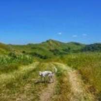 Thumbnail photo of PEARL #3