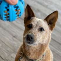 Thumbnail photo of BANJO #3