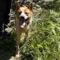 Thumbnail photo of COWBOY #3