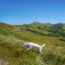 Thumbnail photo of PEARL #4