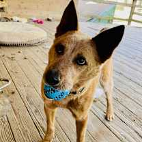 Thumbnail photo of BANJO #4
