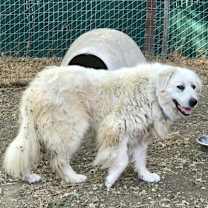 Thumbnail photo of SAVANNAH #4