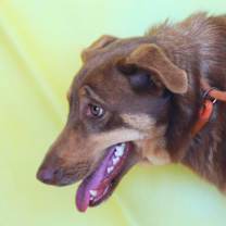 Thumbnail photo of Penelope JR #3