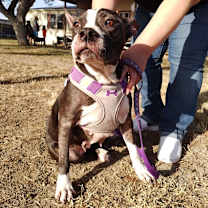 Thumbnail photo of Samantha AKA Izzy DC* #4
