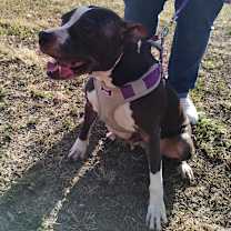 Thumbnail photo of Samantha AKA Izzy DC* #3