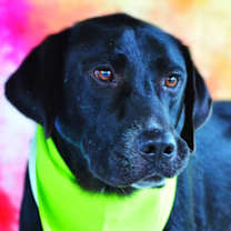 Thumbnail photo of Bailey JR #2