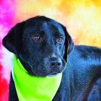 Thumbnail photo of Bailey JR #3