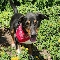Thumbnail photo of Fury JuM aka Rocky #3