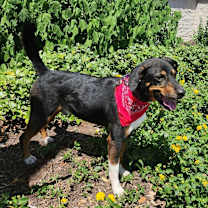 Thumbnail photo of Fury JuM aka Rocky #4