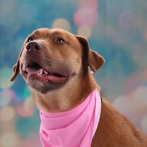 Thumbnail photo of Rosie Posie JuM #2