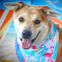 Thumbnail photo of Hondo JuM #2