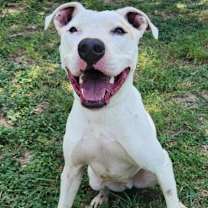 Thumbnail photo of Goliath aka Chisholm DD #3