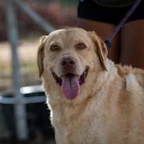 Thumbnail photo of Old Yeller JuM #3