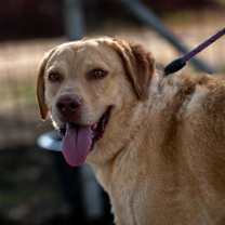 Thumbnail photo of Old Yeller JuM #4