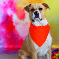 Thumbnail photo of Toby JuM #2
