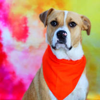Thumbnail photo of Toby JuM #3