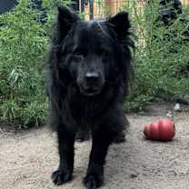 Thumbnail photo of Rosie #1