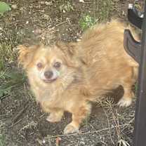 Thumbnail photo of Tazz #2