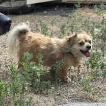 Thumbnail photo of Tazz #3
